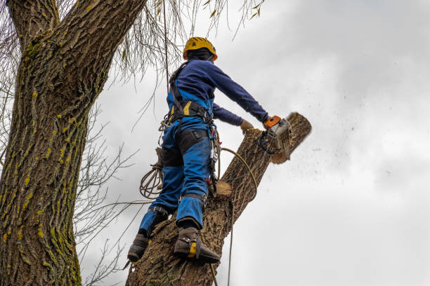 Best Professional Tree Care  in Great Falls, SC